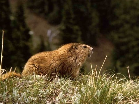 Marmot - cute, marmot, picture, beautiful