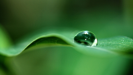 Backgrounds and Desktops - people, nature, green, computer, entertainment, desktop