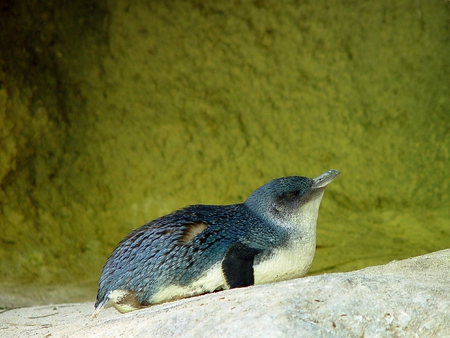 Little Penguin - cute, little, picture, penguin