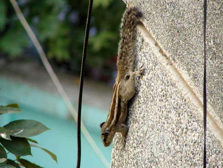 Squirrel - picture, cool, squirrel, beautiful