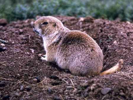 Prairie_Dog - prairie, cute, dog, picture