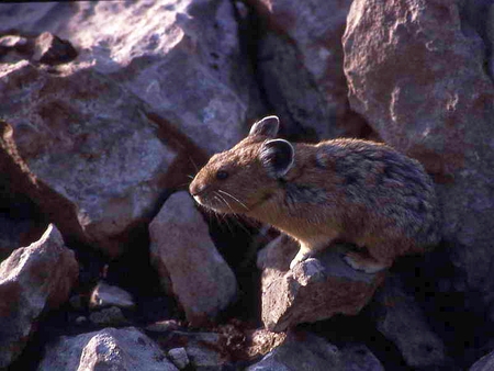 Pika - pika, beautiful, cute, picture