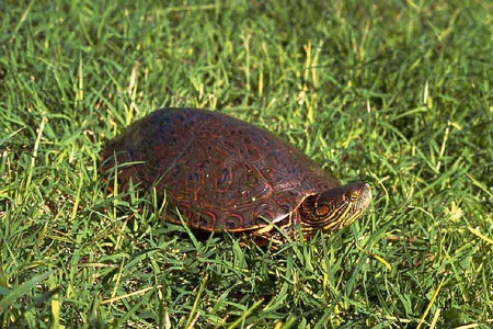 Turtle in Grass - in grass, turtle, cool, picture