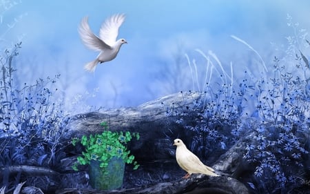 White Pigeons - sky, animals, fantasy, cg, white, nature, pretty, blue, birds