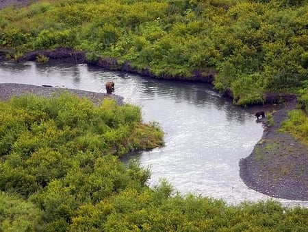 Bears in Russian-River - picture, bears, cool, forest, river, russian