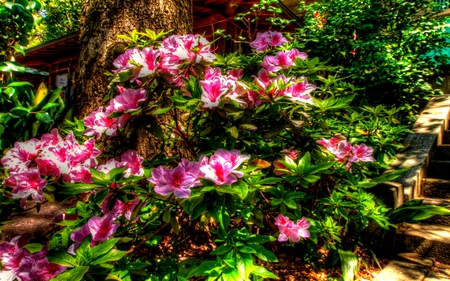 PINK TEASERS~ HDR - blossoms, plants, tree, nature, hdr, stairs