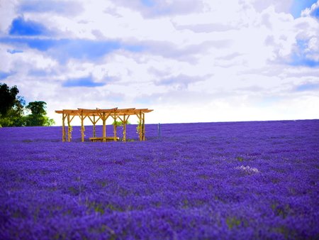 Field of blue flowers - sky, clouds, beautiful, flowers, field, nature, blue