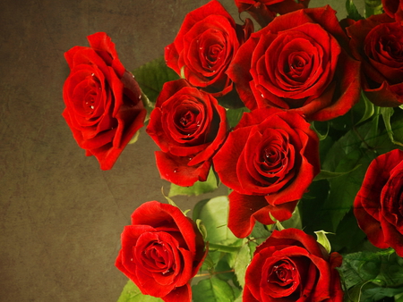 Beautiful red roses - red, pretty, beautiful, flowers, bouquet, harmony, roses, nice, lovely