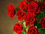 Beautiful red roses