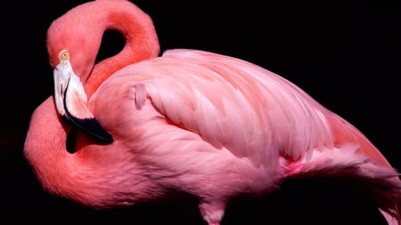 For My Beautiful Flamingo - flamingo, bill, bird, pink