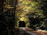 Tunnel Through the Trees