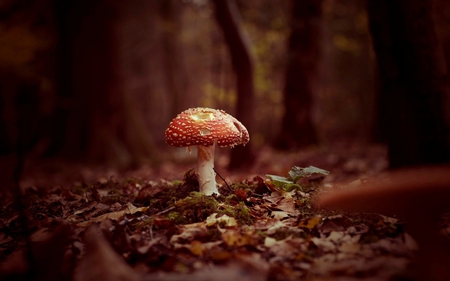 Mushroom - trees, nature, mushroom, moss, forest, forest floor, tree, leaves