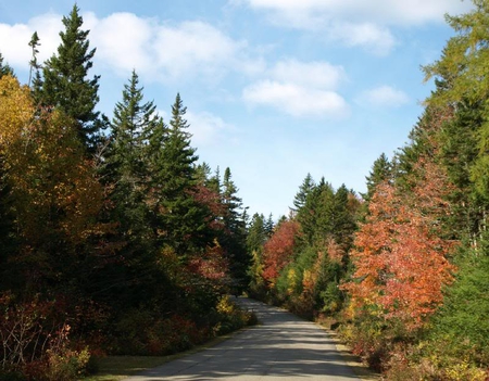 Autumn Road - sky, trees, road, autumn