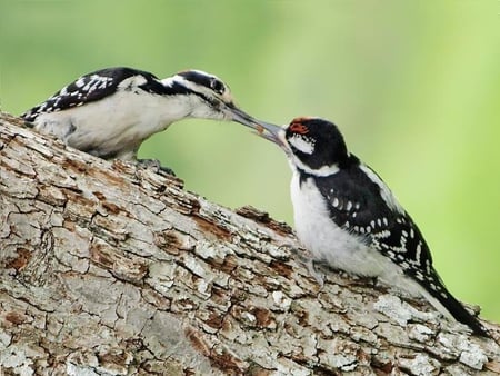 Father Woodpecker Feeding His Son - trunk, bird, woodpecker, feeding