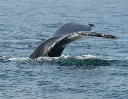 Whales Tail - whale, ocean, water, tail