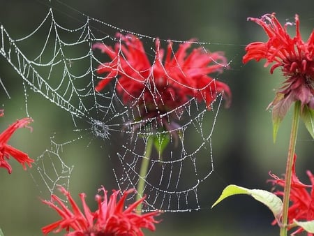 A Spider's Necklace - flowers, web, stem, spider