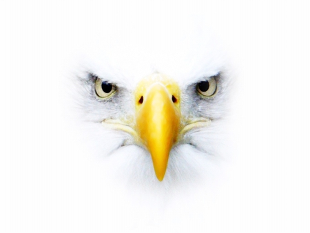 EAGLE FACE - face, eagle, 3d, bird