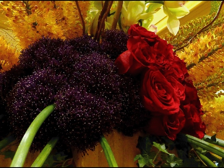 variety - flowers, roses, hot, red, colors, sun