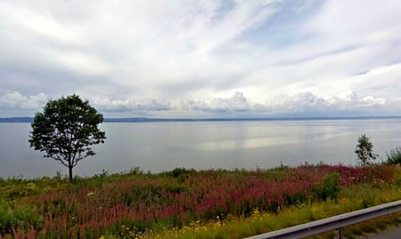 Vattern Lake - flowers, clouds, sweden, water, lake, tree, sky