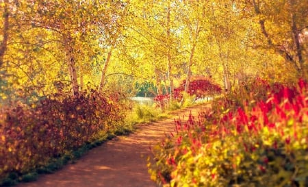 Autumn trees - nice, nature, autumn, trees, way, leaves, path