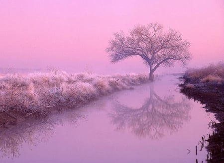 Trees - reflections, hd, lake, trees, hd wallpaper, plants