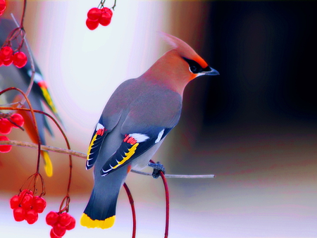 Lovely bird on branch - pretty, branch, beautiful, colorful, lovely, spring, bird