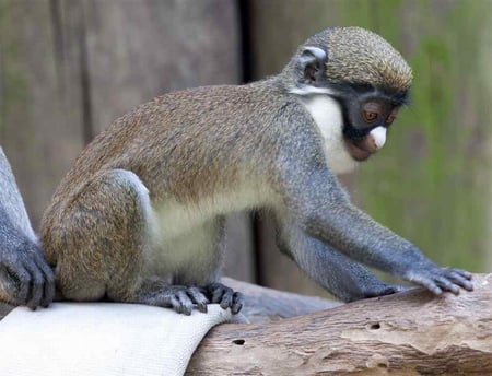 BABY LESSER SPOT NOSED GUENON - primate, cute, monkey, baby