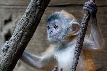 BABY EBONY LANGUR - primate, monkey, cute, baby