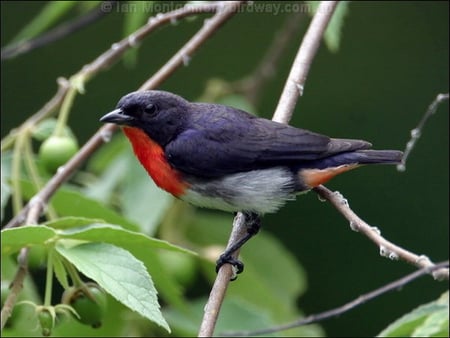 MISTLETOE BIRD - bird, black, white, red