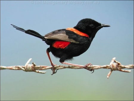 RED BACKED FAIRYWREN - fence, black, bird, red