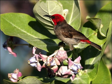 RED HEADED HONEYEATER - green, tree, bird, red