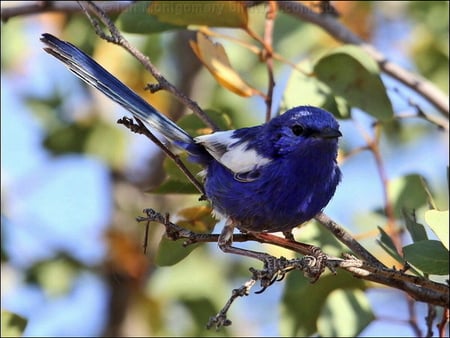 WHITE WINGED FAIRYWREN - bird, branch, blue, tree