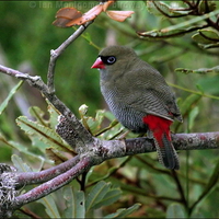 FIRETAIL FINCH