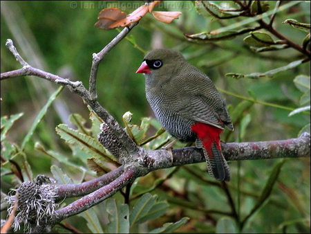 FIRETAIL FINCH - pretty, bird, finch, tree