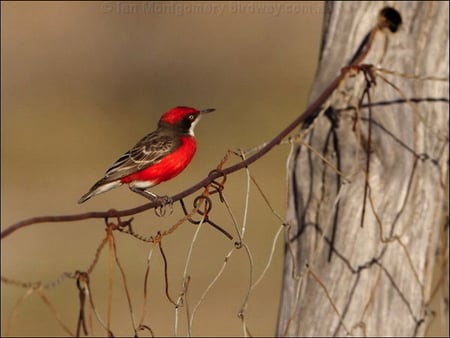 CRIMSON CHAT - fence, red, tree, brown