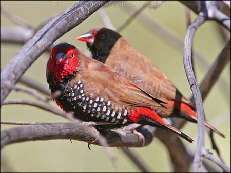 PAINTED FINCH - spotted, brown, birds, red