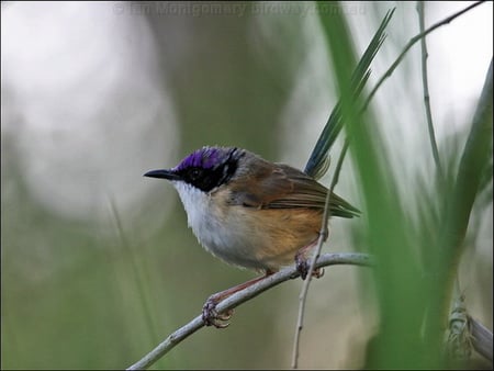 PURPLE CROWN FAIRYWREN - bird, cute, little, wren