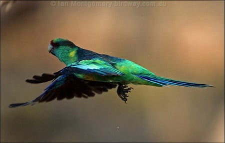 AUSTRALIAN RINGNECK PARROT - bird, parrot, blue, green