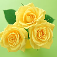 Yellow roses.