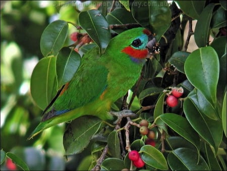 DOUBLE EYED FIG PARROT - gree, tree, pretty, red