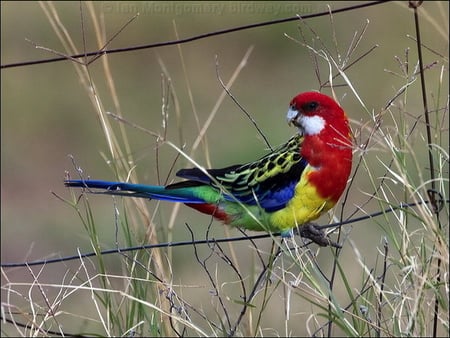 EASTERN ROSELLA