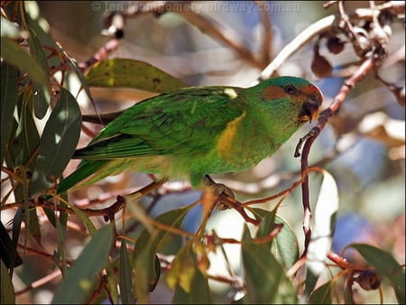 MUSK LORIKEET - beauty, tree, pretty, parrot