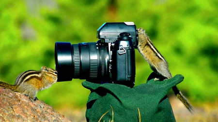 CAMERA ASSISTANTS - mischievousness, camera, forest, chipmunks