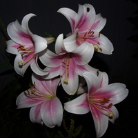 My Lillies