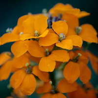 ORANGE SPRING FLOWERS