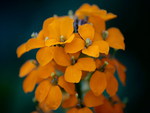 ORANGE SPRING FLOWERS