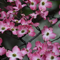 PINK SPRING BLOOMS