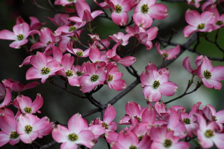 PINK SPRING BLOOMS - blooms, blossoms, pink, spring