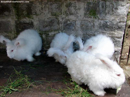 FLUFFY BUNNIES - fluffy, cute, bunnies, rabbits