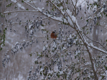 Robin in the Snow - winter, robin, cold, snow